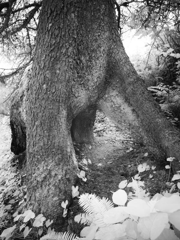 _ekola_she_tree_ir1.jpg (large)